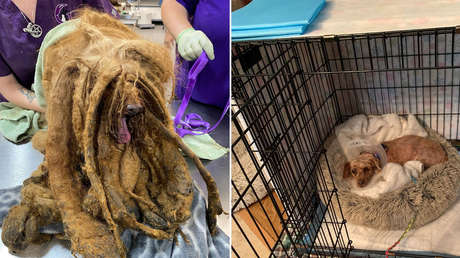 Rescatan a un perro cubierto por más de 3 kilos de pelo que le impedían caminar y acusan al dueño de crueldad animal