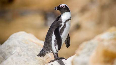 Los pingüinos africanos podrían extinguirse para 2035