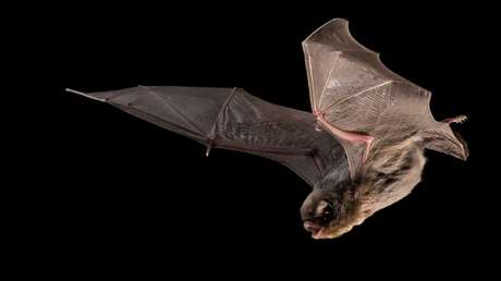 Algo espanta a los murciélagos de las granjas solares y los científicos no están seguros qué es