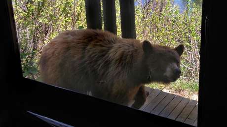 Un oso asusta a una mujer al aparecer en la puerta de su casa (VIDEO)