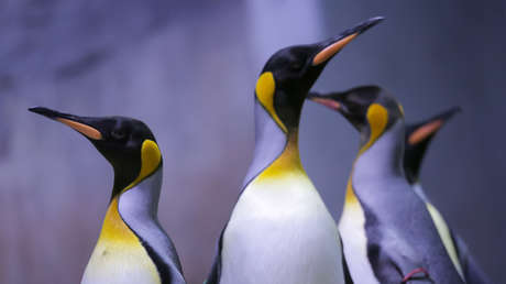 La muerte masiva de polluelos de pingüino emperador hace temer que la especie desaparezca a finales de siglo