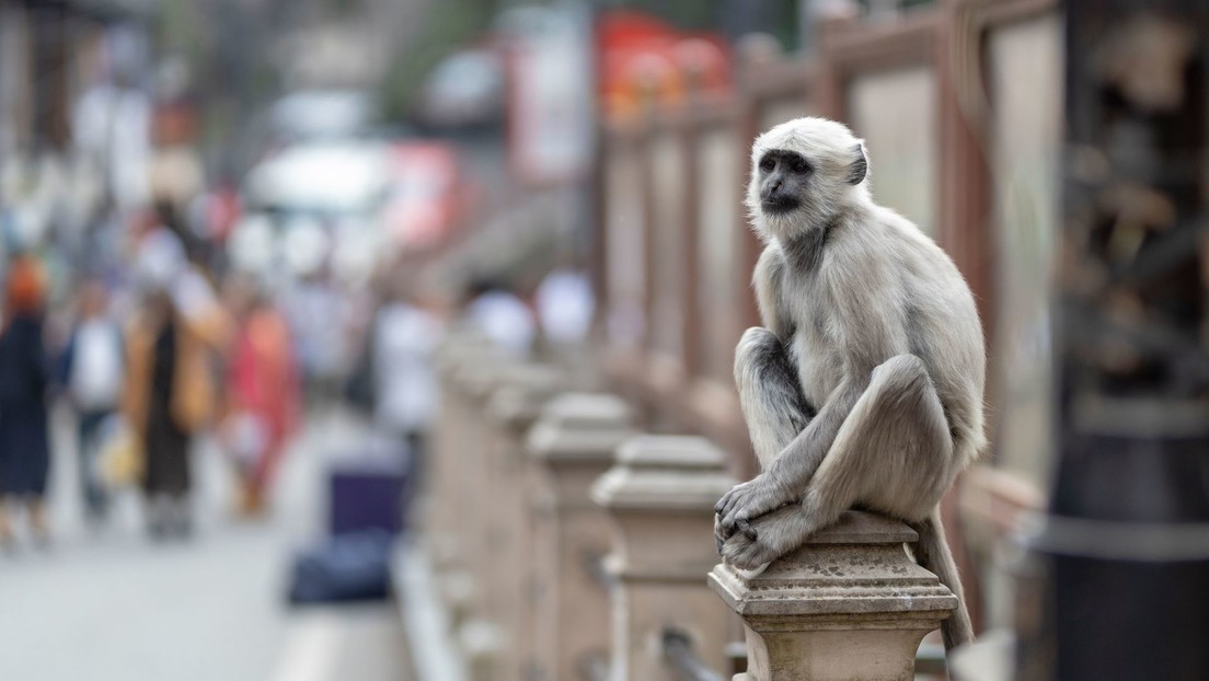 Nueva Delhi despliega figuras de langures para ahuyentar a macacos durante la cumbre del G20