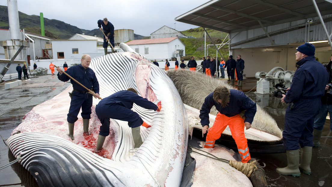 Islandia vuelve a autorizar la caza de ballenas
