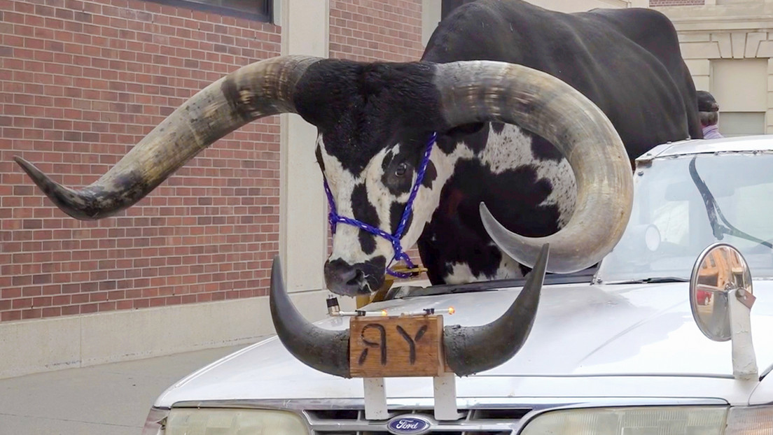 VIDEO: Detienen a un hombre por llevar a un gran toro en el asiento de copiloto