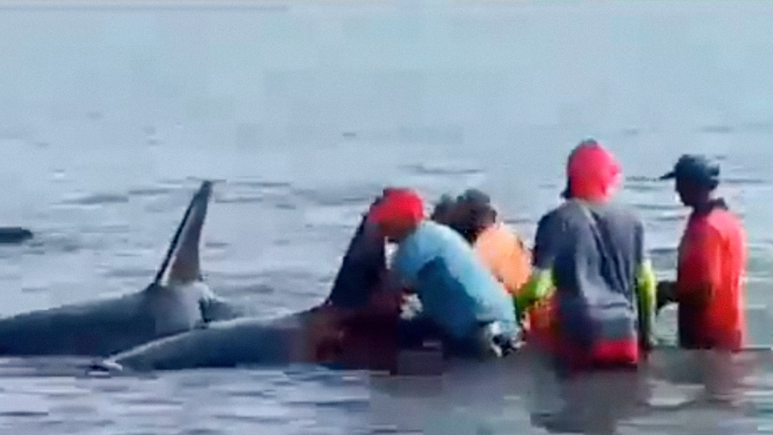 "Las volveremos a ayudar": Registran el impactante rescate de siete orcas en Venezuela (VIDEO)