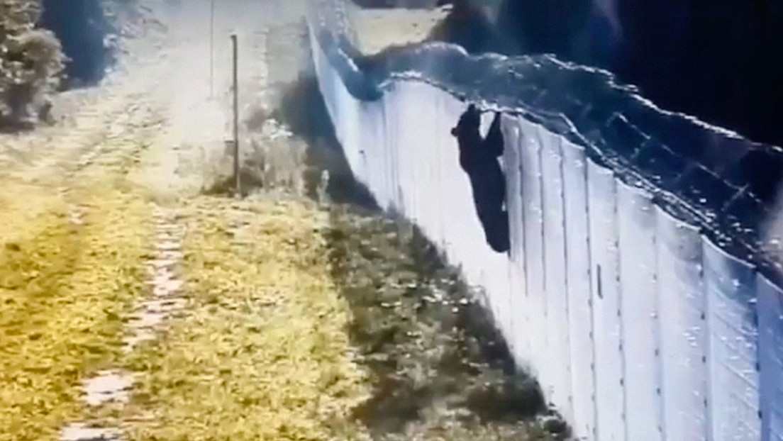 VIDEO: Un oso intenta 'huir' de Lituania a Bielorrusia (y al no lograrlo se enfurece)