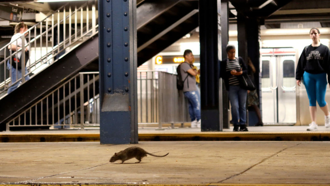 Los turistas ahora prefieren ver ratas cuando visitan Nueva York, infestada de roedores