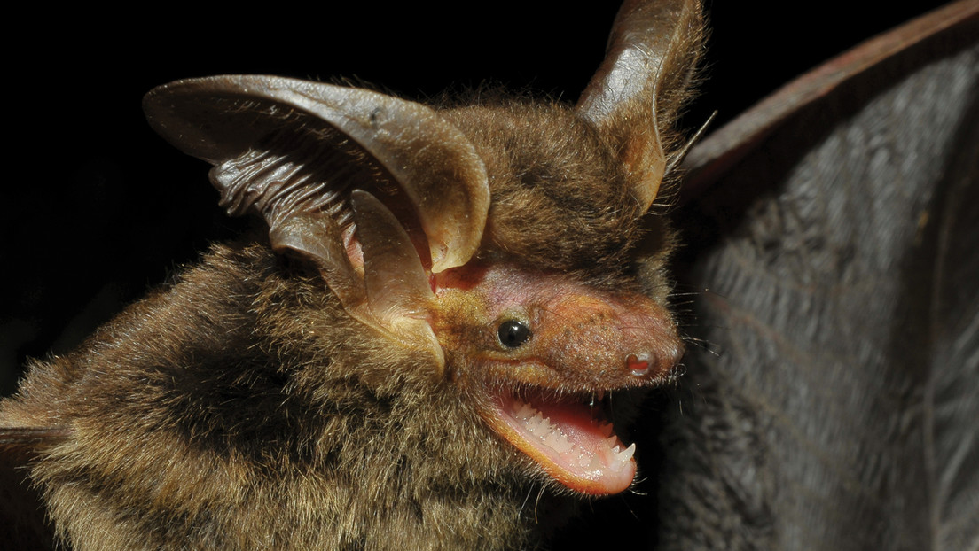 Reaparece un murciélago endémico de Brasil visto hace más de 100 años