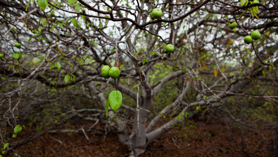 Dos turistas españoles terminan en urgencias por probar fruto del 'árbol de la muerte' en Colombia