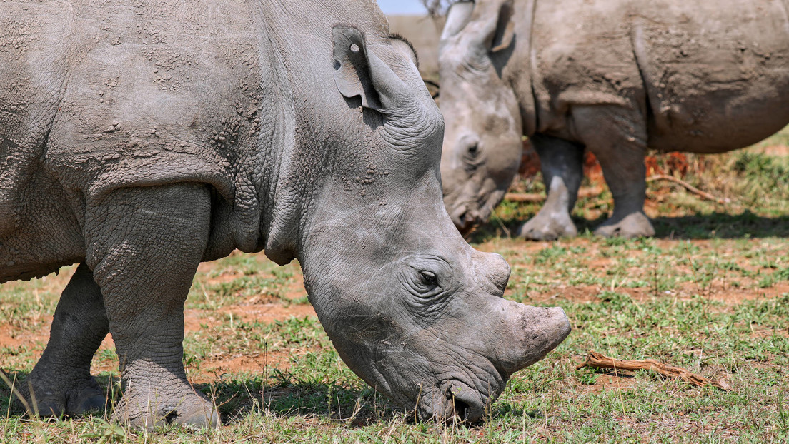 Un grupo de protección de la naturaleza liberará a 2.000 rinocerontes de una granja en Sudáfrica