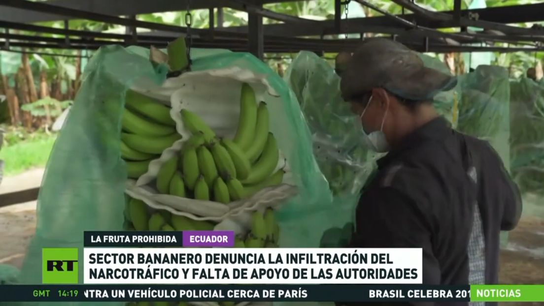 El sector bananero del Ecuador denuncia la infiltración del narcotráfico y la falta de apoyo de las autoridades