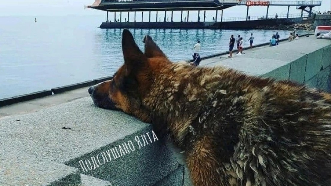 Muere el 'Hachiko' de Crimea, un perro que por años esperó el regreso de su amo a orillas del mar Negro