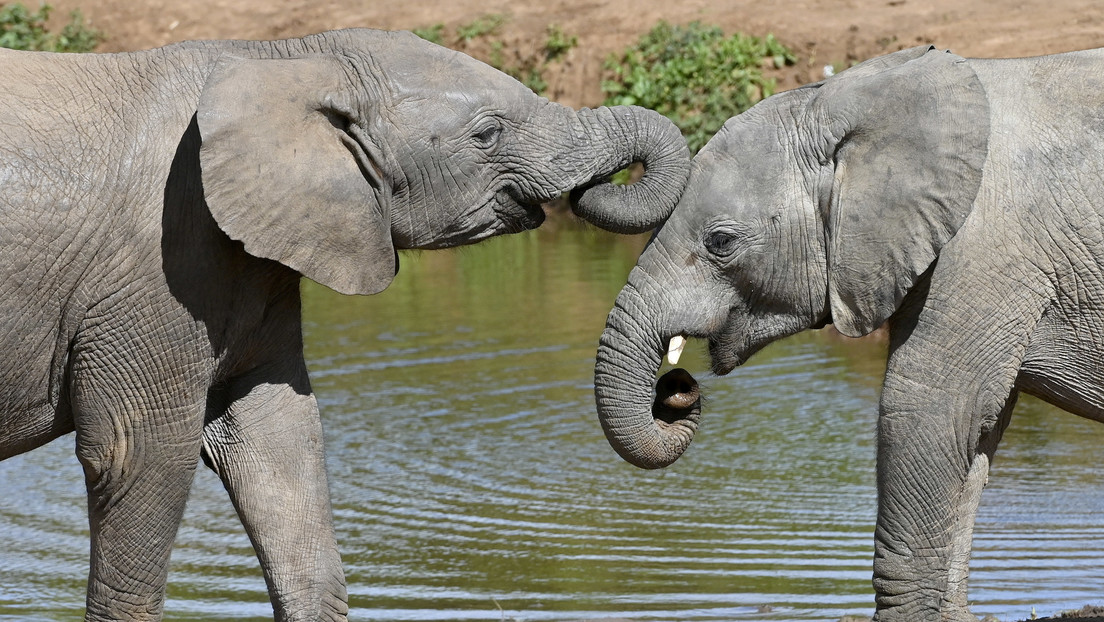 Descubren que los elefantes utilizan nombres para comunicarse entre sí, como los humanos