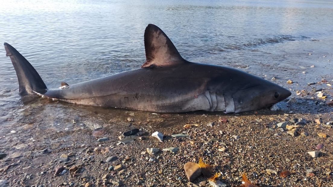 Rusos ayudan a un tiburón atascado en la orilla (VIDEO)