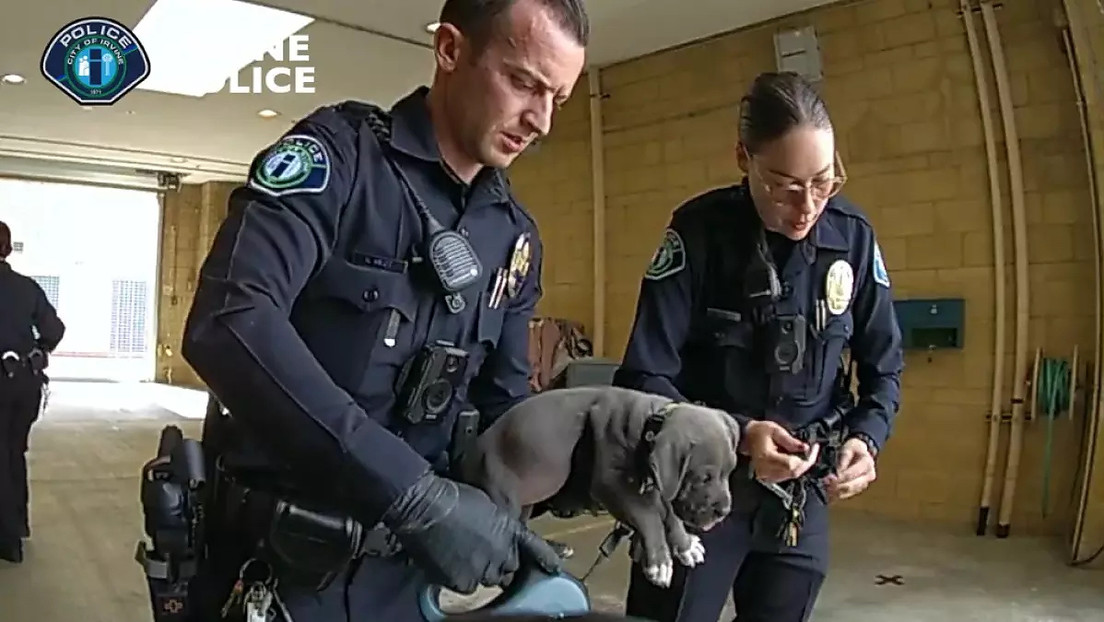 Unos policías salvan a un cachorro que se comió el fentanilo de sus dueños