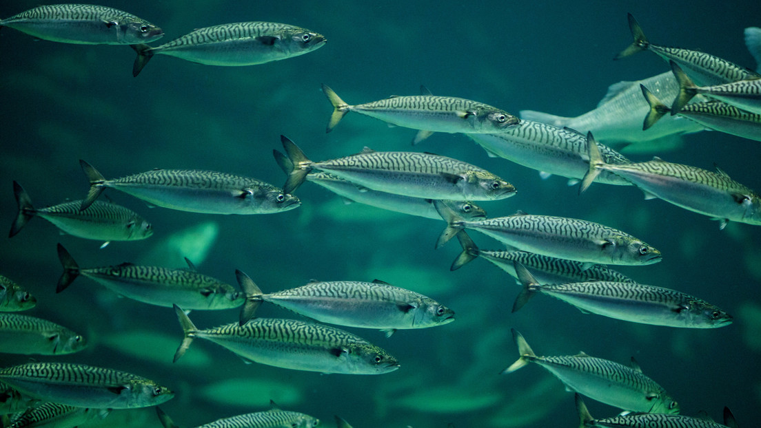 El cambio climático estaría haciendo que algunas especies de peces reduzcan su tamaño
