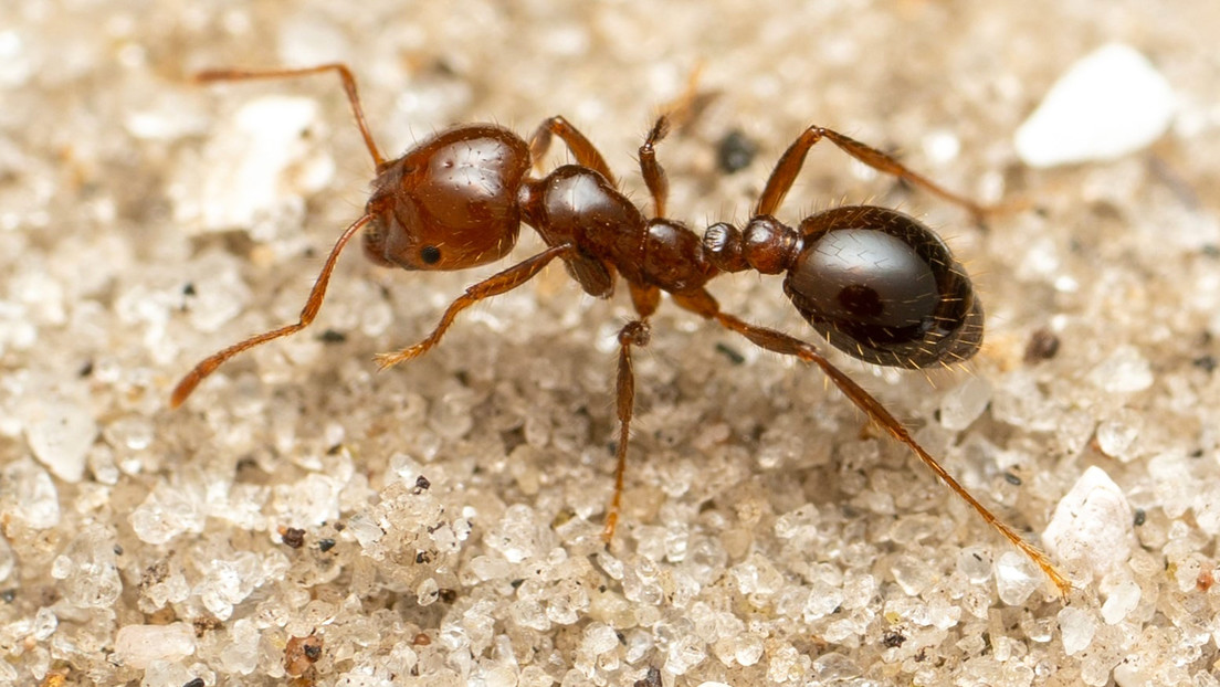 Una peligrosa especie de hormigas invasoras llega a Europa