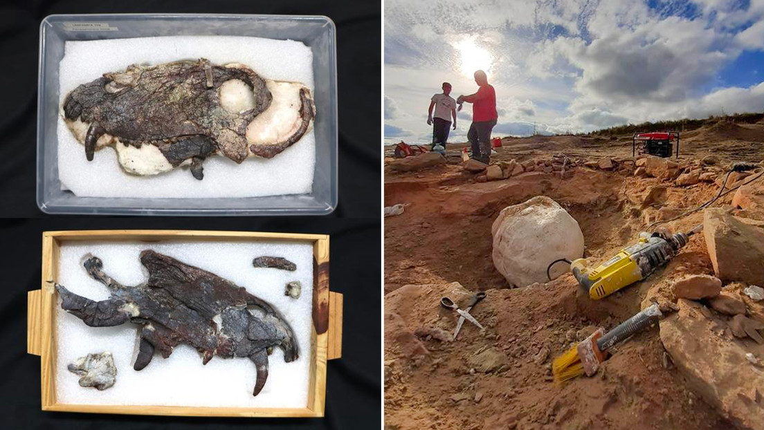 Descubren restos del depredador más grande que habitó Sudamérica antes de los dinosaurios