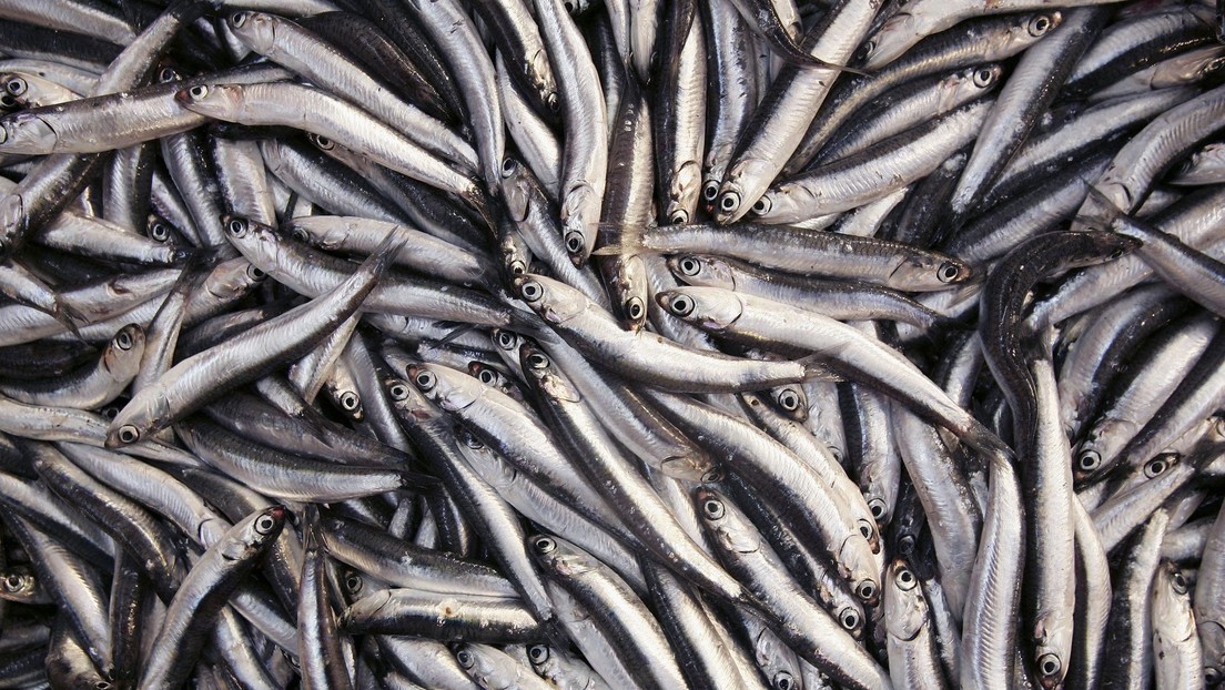 Un muerto y 10 intoxicados por comer sardinas en un restaurante en Francia