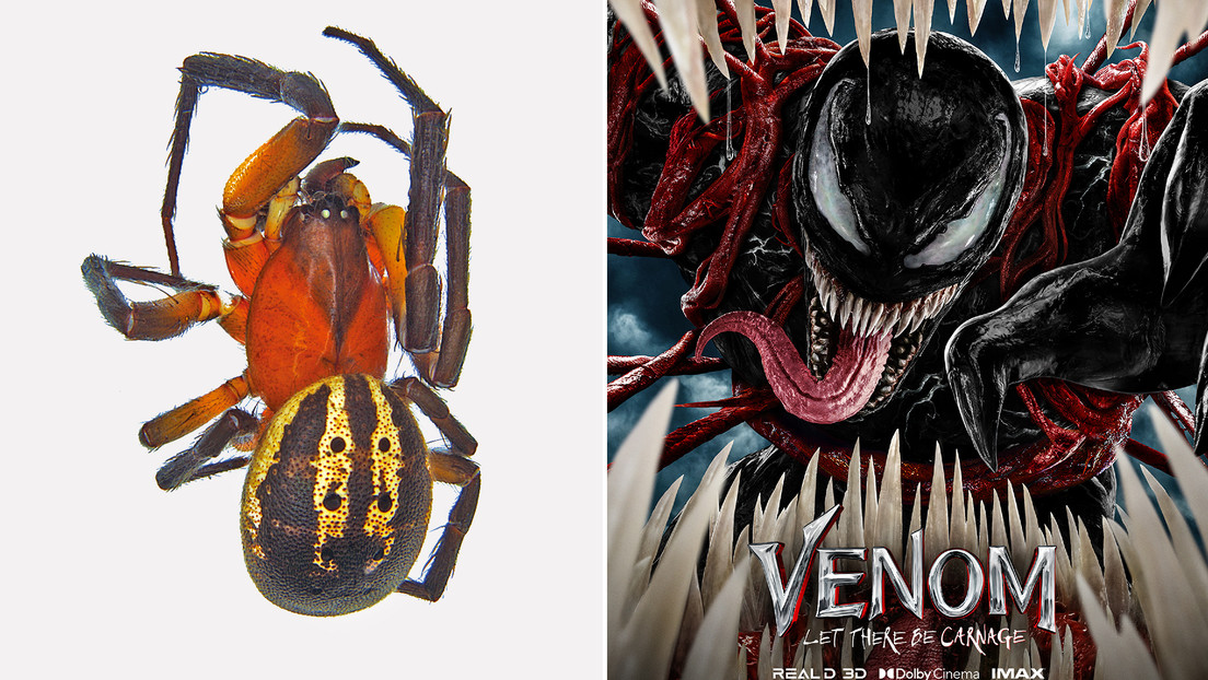 Una araña de aspecto temible recibe el nombre de Tom Hardy y de su personaje Venom