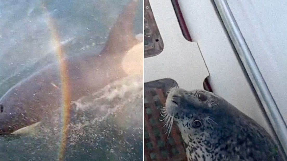 "¡Sálvate, pequeña!": Los pasajeros de una embarcación ayudan a una foca a escapar de dos orcas