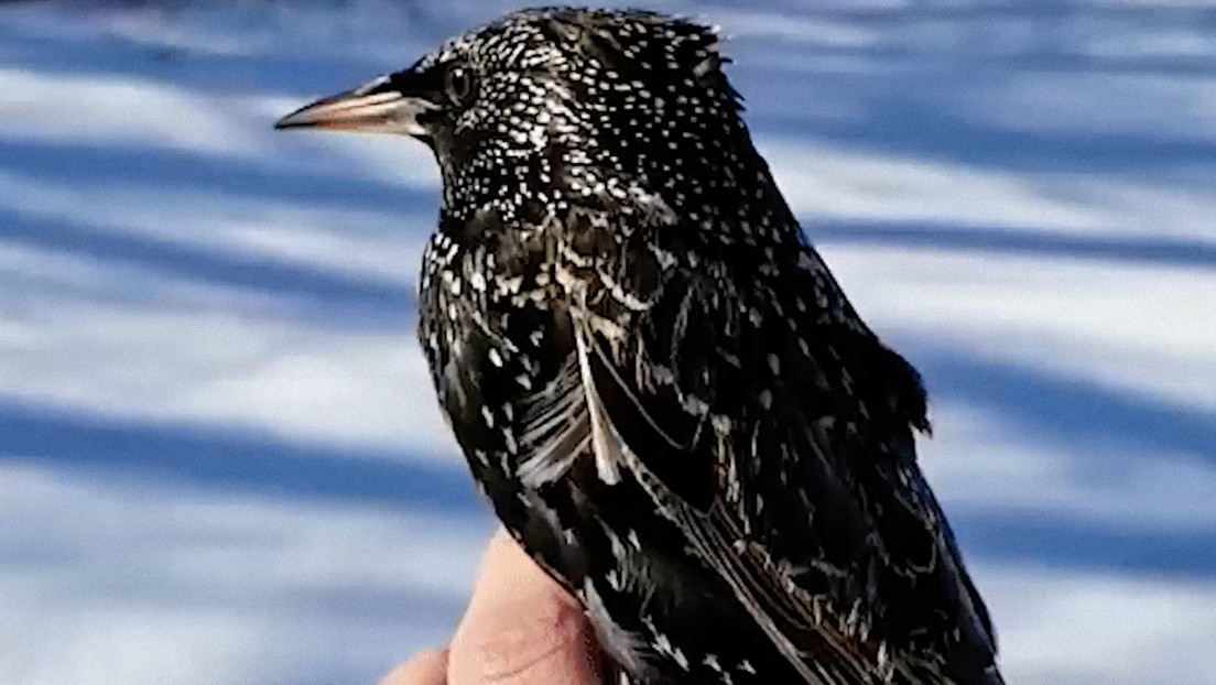 Aves con habilidades vocales tienen mayores capacidades cognitivas, según estudio