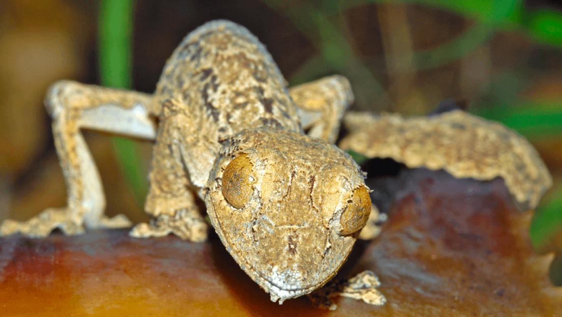 Descubren una nueva especie de reptil casi invisible en Madagascar
