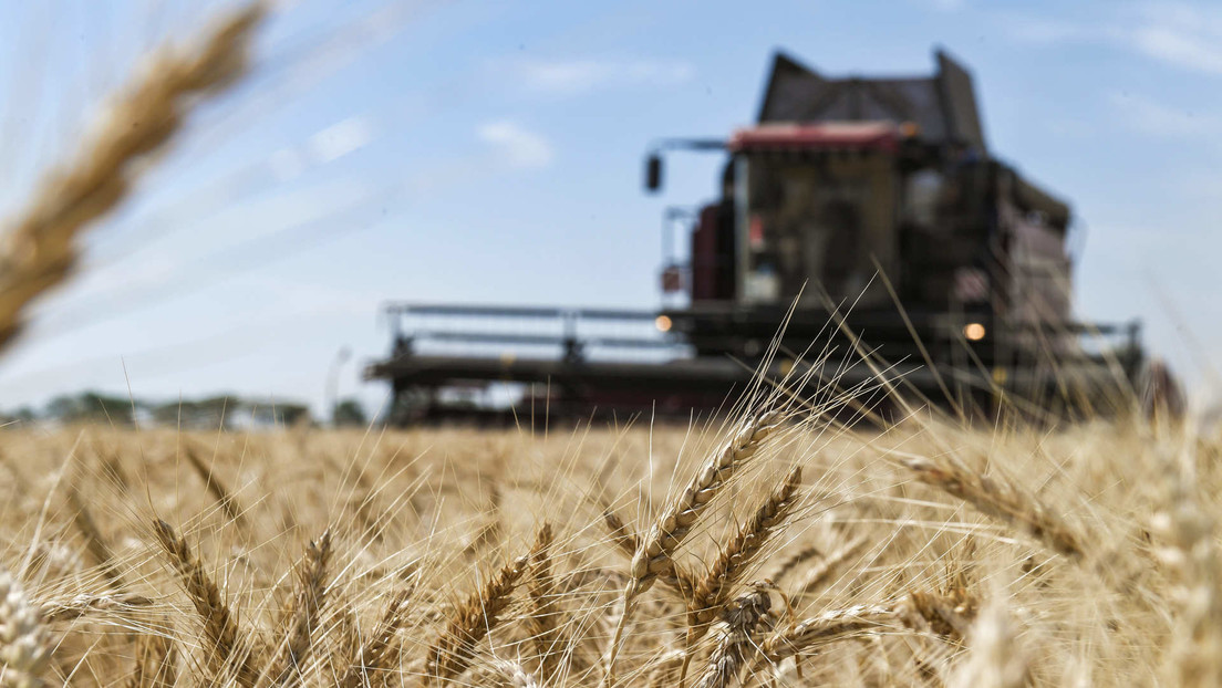 "Diplomacia de los cereales": Oriente Medio y África se convierten en los principales importadores de grano ruso