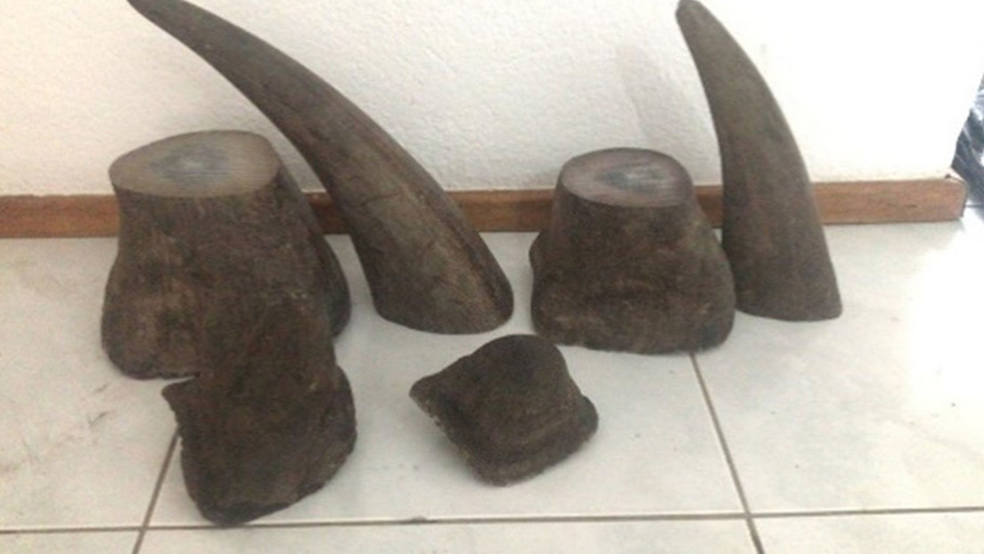 Condenan a prisión al 'Padrino', el hombre que traficó cuernos de rinoceronte por más de 2 millones de dólares
