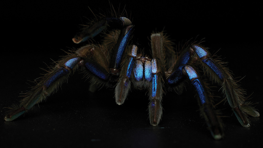 Descubren una nueva especie de tarántula de color azul eléctrico