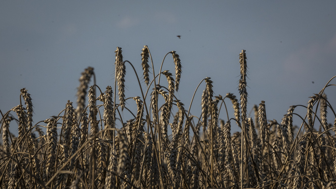 Ucrania promete a uno de los tres países europeos retirar la demanda en su contra por el embargo de sus cereales