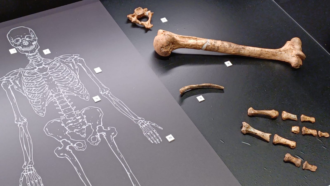 Caja de artefactos donados resulta ser un tesoro de huesos de neandertales