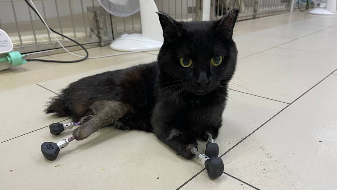 Tercer caso en el mundo: veterinarios rusos logran que un gato vuelva a caminar tras colocarle cuatro prótesis de titanio