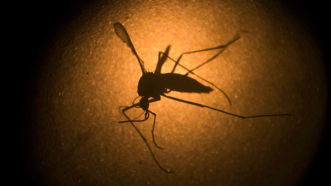 Jamaica declara brote epidémico de dengue