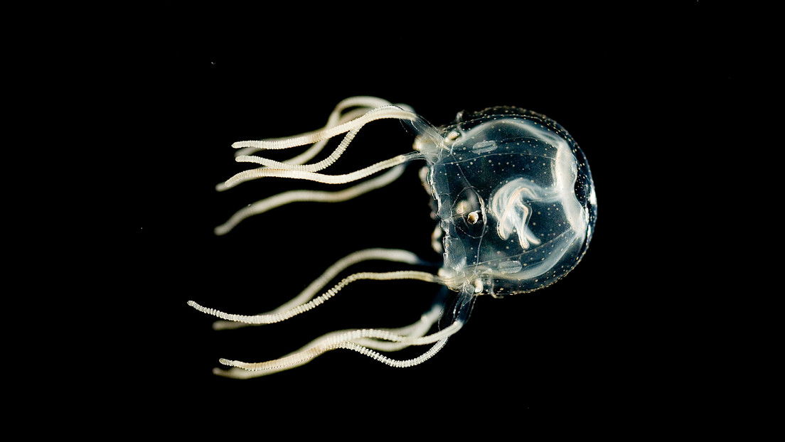 Un estudio demuestra que las medusas sin cerebro aprenden a evitar obstáculos
