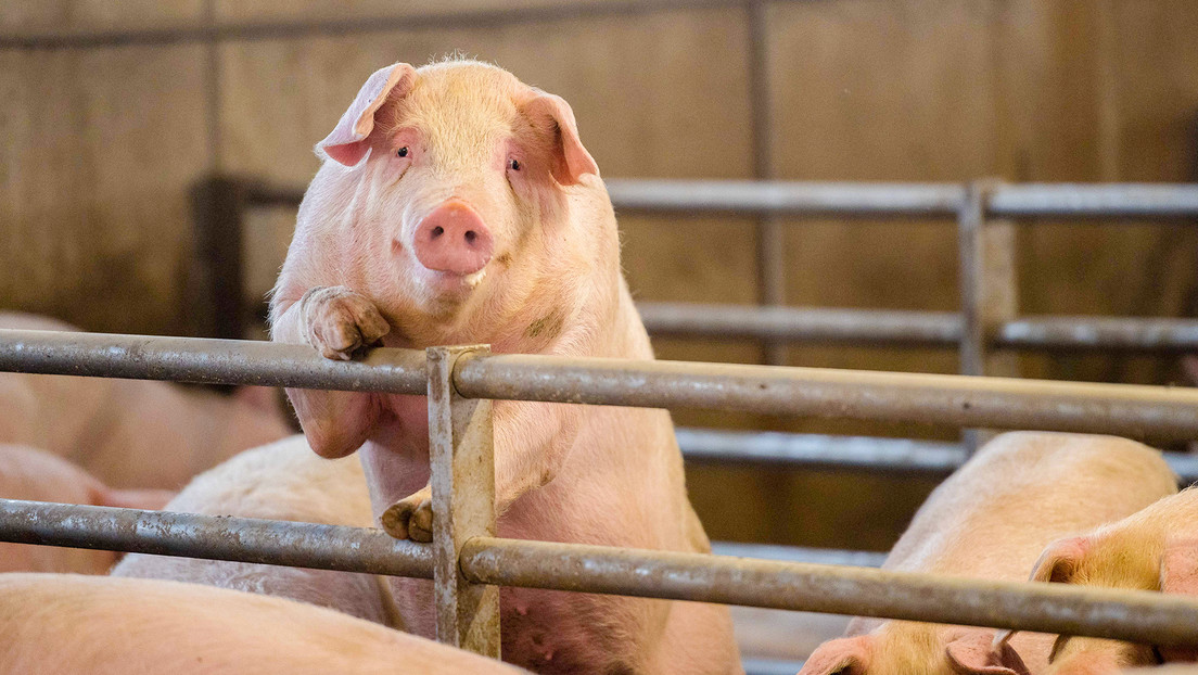 Sacrifican decenas de miles de cerdos en Italia para contener la peste porcina africana