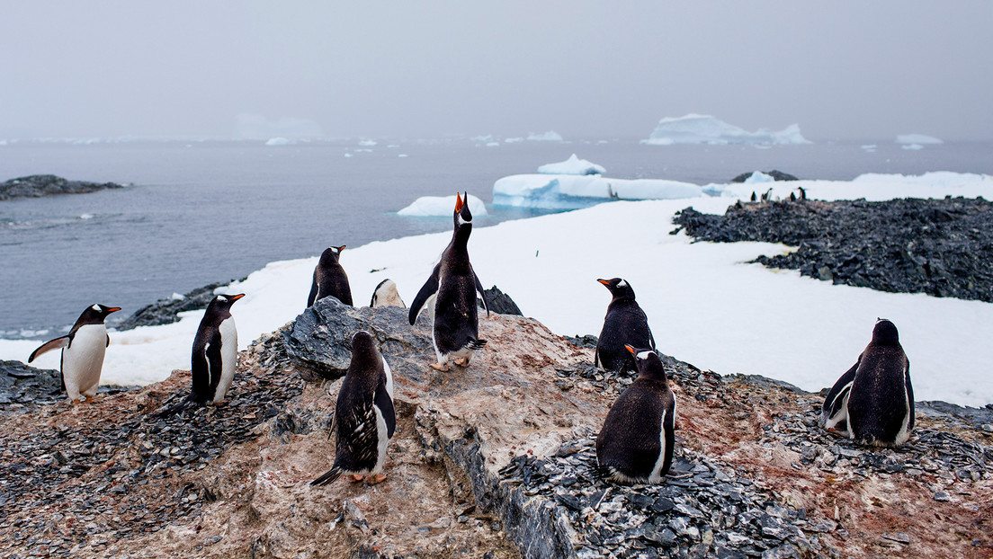 Alertan sobre "devastadoras" consecuencias de la gripe aviar para la fauna de la Antártida