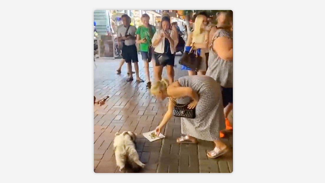 Una gata recibe dinero por descansar en la calle en Turquía (VIDEO)