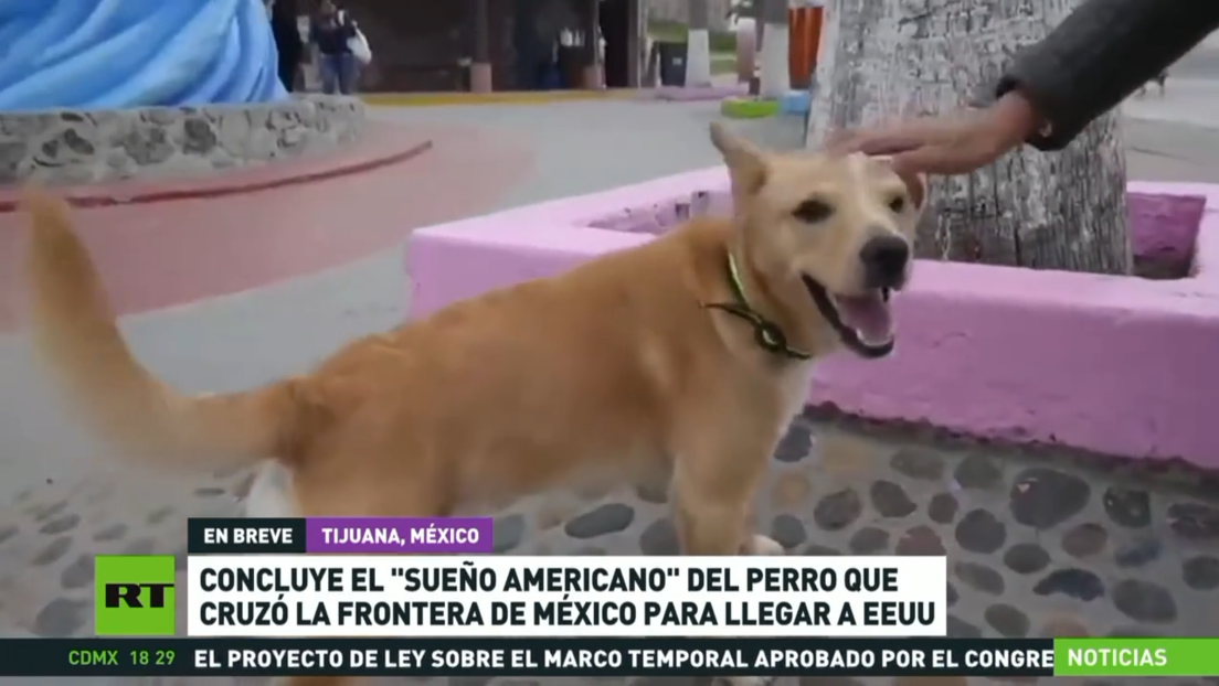 Fin del sueño americano: 'deportan' al perro que cruzó la frontera de México a EE.UU.