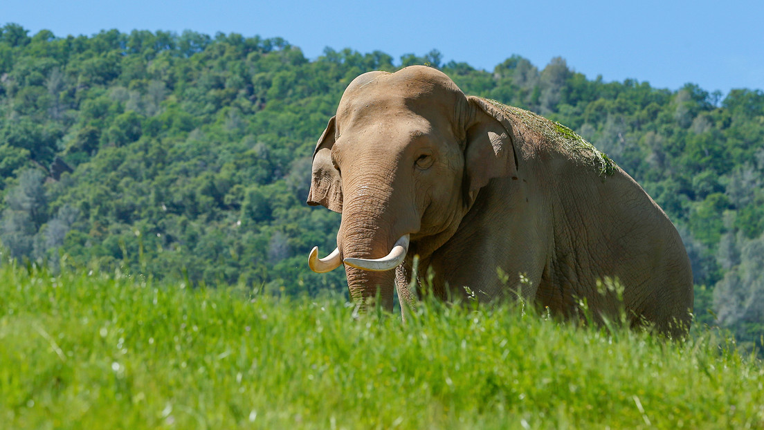 Esta es la primera ciudad de EE.UU. en legalizar los derechos de los elefantes