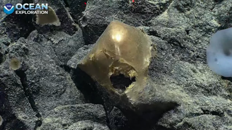 FOTO: Un extraño 'huevo de oro' es encontrado en el fondo marino de la costa de Alaska