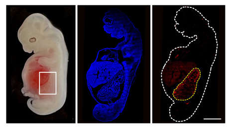 Cultivan por primera vez un órgano sólido humanizado dentro de otra especie