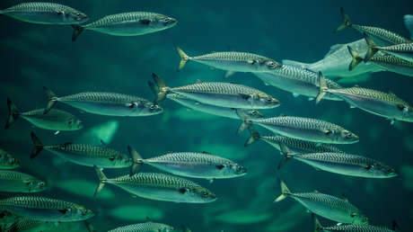 El cambio climático estaría haciendo que algunas especies de peces reduzcan su tamaño