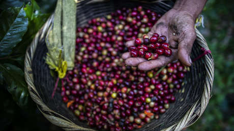 El departamento colombiano de Antioquia presenta un plan de seguridad para la cosecha cafetalera