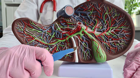 China estudia una "revolucionaria" terapia hepática con un hígado bioartificial basado en células madre