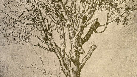 Refutan la famosa ‘regla de los árboles’ de Leonardo da Vinci: ¿por qué es importante para el cambio climático?
