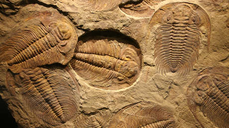 ‘Viaje al estómago de un trilobite’: descubren la dieta de estos clásicos habitantes de los océanos prehistóricos