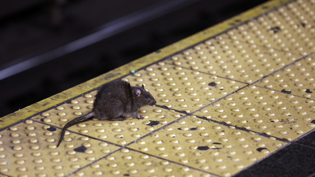 Pánico en Nueva York ante el creciente número de ratas y medidas poco eficaces para combatirlas
