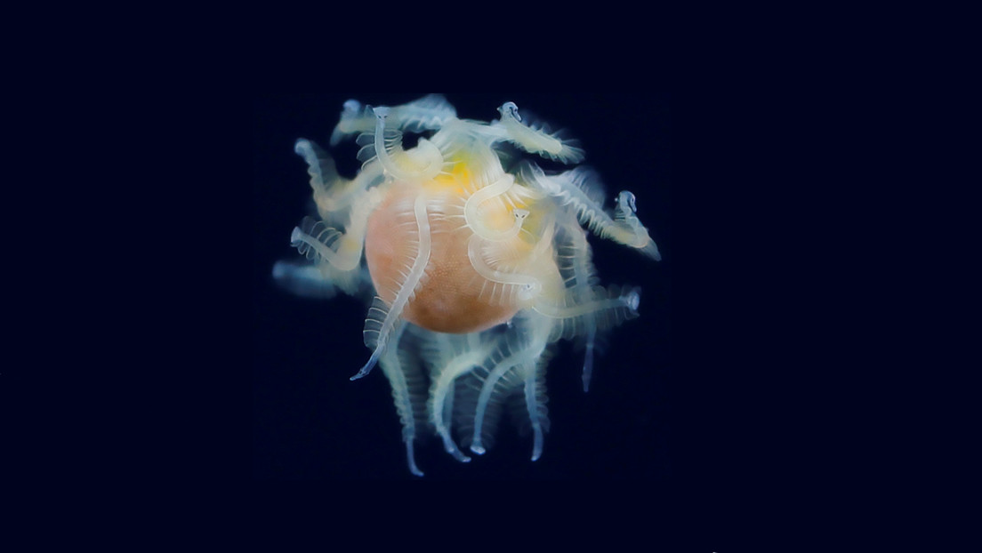 Identifican una inusual criatura avistada en el mar que sorprende con sus estrategias para parasitar