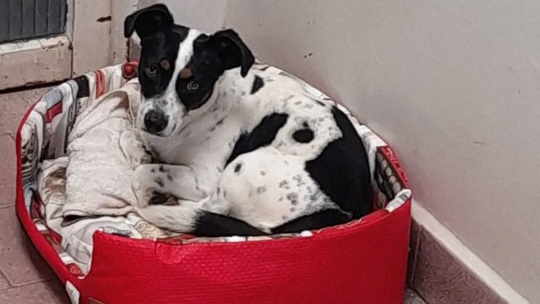 Jueza en Brasil acepta la demanda de un perro contra su dueño por daños morales